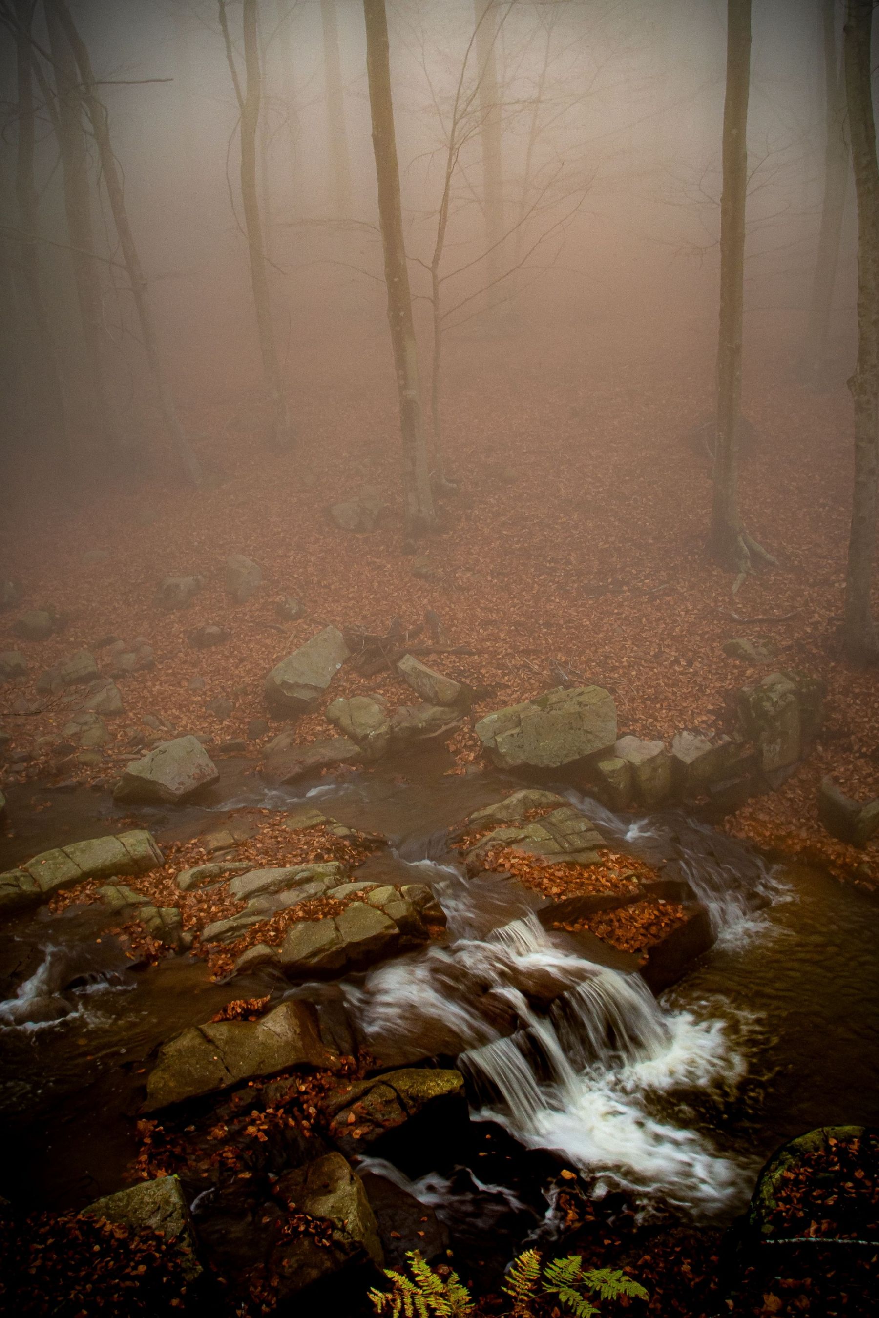 MONTSENY  RIAROLS     11-2020-1959